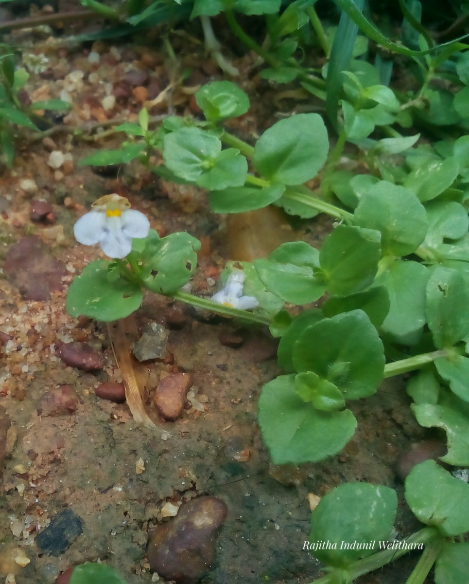 Yamazakia pusilla (Willd.) W.R.Barker, Y.S.Liang & Wannan